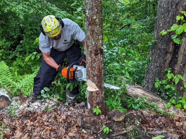 Battery Top-Handle Chainsaw H2H